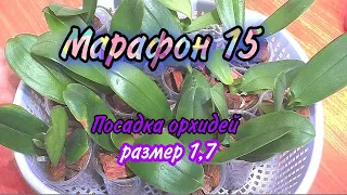 Фаленопсис 1, 7 Экспресс посадка орхидей 15 штук.Мои откровения.