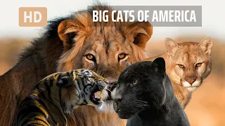 Rare Encounters: Majestic Big Cats of North America || Wild Wonderscape