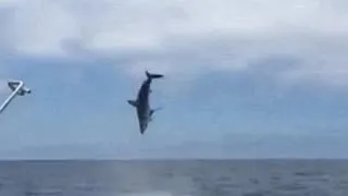 Flying mako shark surprises fishermen off California coast