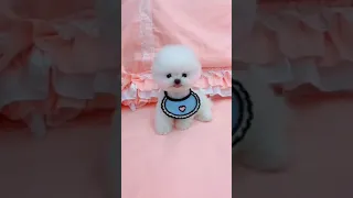 Chó Phốc Sóc Mini - Funny and Cute Dog Pomeranian😍🐶#59 #Short