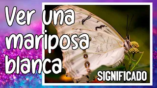 8 SIGNIFICADOS espirituales cuando ves una MARIPOSA BLANCA