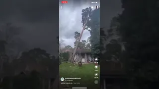 Huge Tree Falls Down and Crushes Small House ! (Completely Destroyed) :(