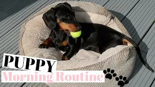 PUPPY MORNING ROUTINE MINIATURE DACHSHUND PUPPY!