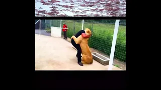 animals home | lion videos funny | lion prank videos funny | tiger comedy video | #shorts