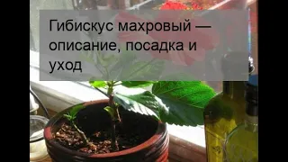 Гибискус махровый — описание, посадка и уход