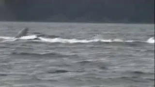 Humpback Whales Bubble Net Feeding - Juneau, AK