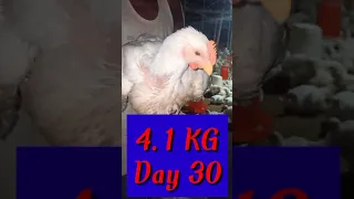 Broiler || Day 30 || Weight || 4.1 Kg || In India 2021 || Poultry Farm