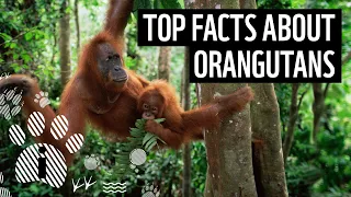 Top facts about orangutans | WWF