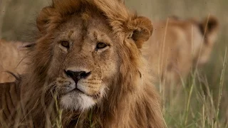 Africa’s Big Five Animals: What Are They? | National Geographic