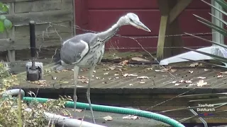 Elektrische Reiher Abwehr für den Fischteich, doch was dann passiert lässt einen nur Staunen