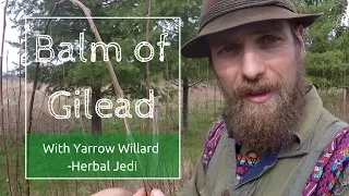 Benefits and Use of Balm of Gilead with Herbalist Yarrow Willard | Harmonic Arts