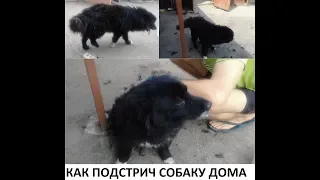 Как подстрич собаку дома/ How to cut a dog at home