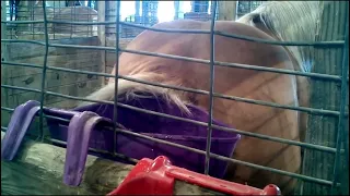 Big Butt of Horse itchy
