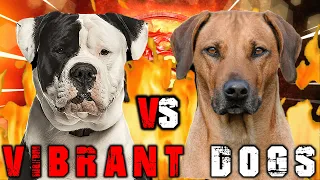 American Bulldog vs Rhodesian Ridgeback | Rhodesian Ridgeback vs American Bulldog | Billa Boyka |