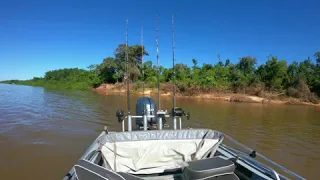 Pirara no rio Araguaia, julho de 2019.