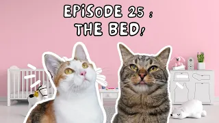 Cat Conversations with Chip & Biskit | Ep. 25: The Bed