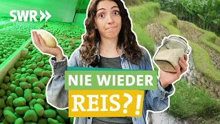 Besser Kartoffeln als Reis - Arsen und Methanausstoß I Ökochecker SWR