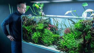 Aquascaping Therapy - Green Aqua 650 litre Nature Aquarium - Zero Anxiety