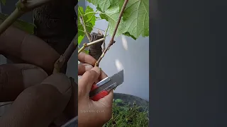 grafting grape vine #satisfying