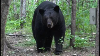 500 POUND GIANT BLACK BEAR UP CLOSE AND PERSONAL