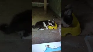 Котёнок ищет дом!