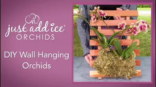 DIY Mounted Orchids