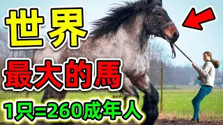 全世界最大的10種超級巨馬！第一名體重高達3100斤，比人類力量更強260倍，卻沒人敢騎。|#世界之最top #世界之最 #出類拔萃 #腦洞大開 #top10 #最大的馬