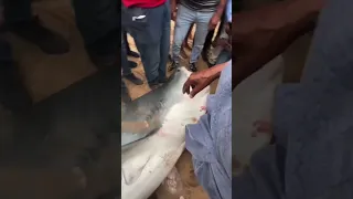 Акула в Хургаде