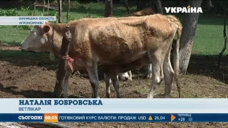 Здичавілі корови тримають у страху ціле село на Вінничині