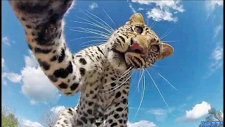 Самые смешные фотографии животных The funniest animal pictures