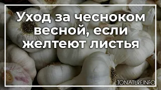 Уход за чесноком весной, если желтеют листья | toNature.Info