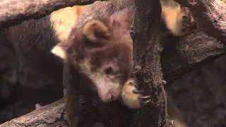 Adorable Tree Kangaroo Joey at the Bronx Zoo