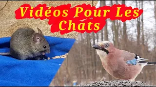 Vidéos Pour Les Chats - Souris et oiseaux spécialement pour que les chats puissent jouer ensemble