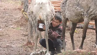 Эвенкийские ребята учатся доить оленей