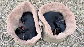 Family Diary- Mini Dachshunds visited grandma. They are exhausted.