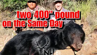 Two 400" pound Bears down one day on the San Carlos