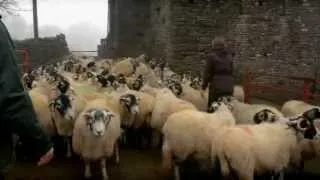 Lambing Live 2011 - Episode 3