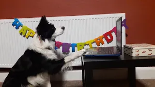 Rory the Border Collie - Birthday Party - amazing dog tricks