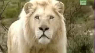 Белый лев -Царь Царей.