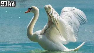 Beautiful Birds on  Earth