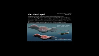 Colossal versus Giant Squid