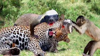 Unbelievable! Honey Badger Risks His Life Attacking Leopards And A Monkey's Help