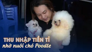 8x miền Tây thu nhập tiền tỉ nhờ nuôi chó Poodle