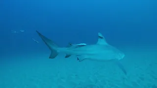 Diving with Bull Sharks