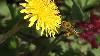 Honey bee collecting pollen