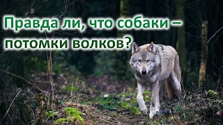 Правда ли, что собаки – потомки волков?