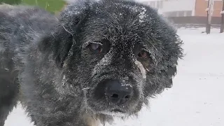 She ran over and looked at me with a face covered in snow and heartbreaking truth