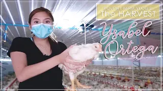 Welcome To Our Poultry Farm PART 2: The Harvest | Ysabel Ortega