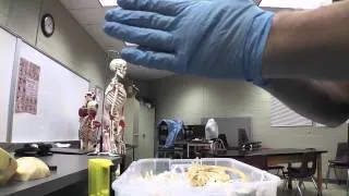 Cadaver Lab