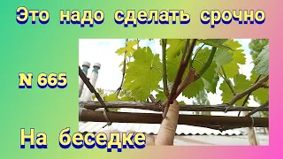 Это надо сделать срочно с виноградом на беседке в конце апреля.